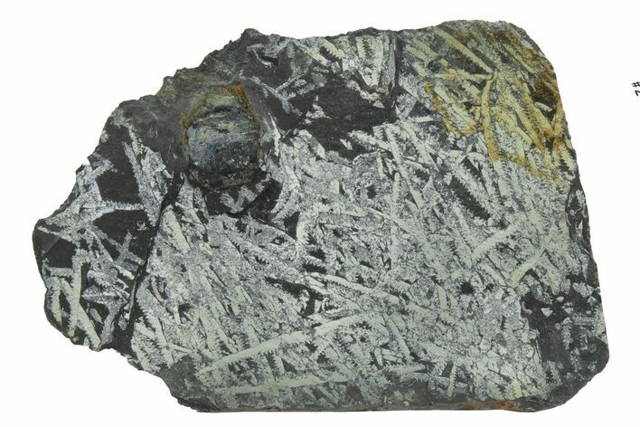 Fossil Graptolite Cluster (Didymograptus) - Wales #242408